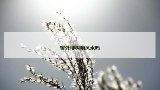 窗外柳树响风水吗
