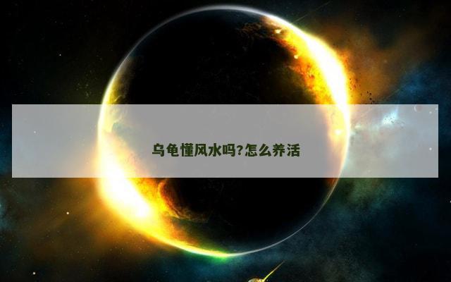 乌龟懂风水吗?怎么养活