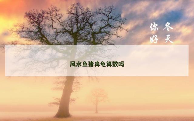 风水鱼猪鼻龟算数吗
