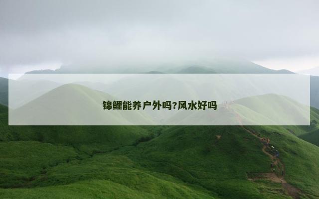 锦鲤能养户外吗?风水好吗