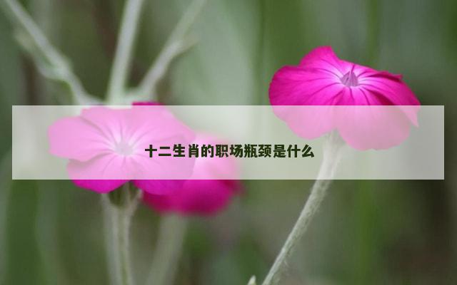 十二生肖的职场瓶颈是什么