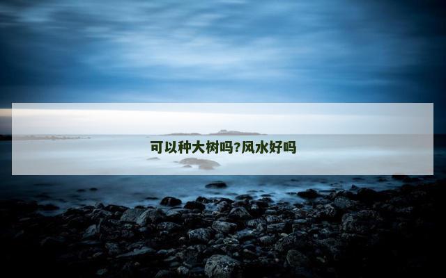 可以种大树吗?风水好吗