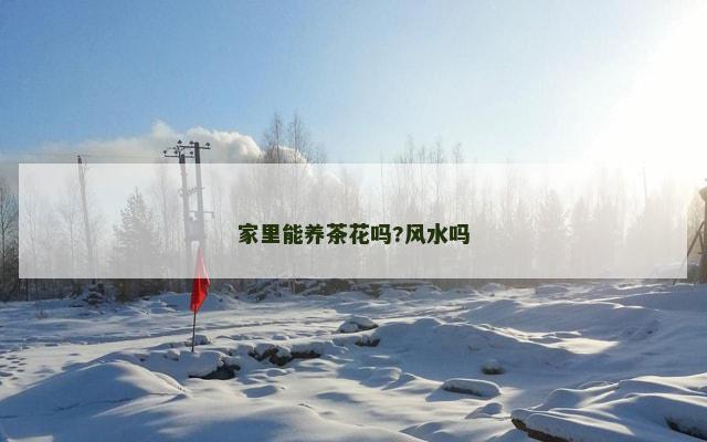 家里能养茶花吗?风水吗