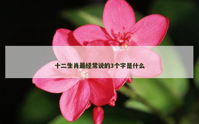十二生肖最经常说的3个字是什么