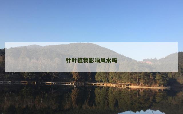 针叶植物影响风水吗