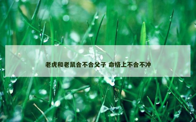 老虎和老鼠合不合父子 命格上不合不冲
