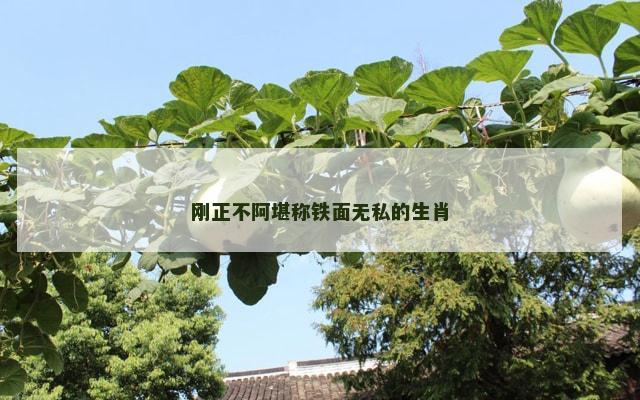 刚正不阿堪称铁面无私的生肖