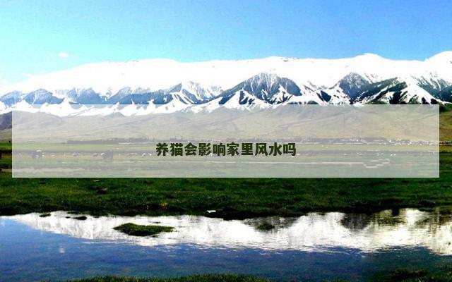 养猫会影响家里风水吗
