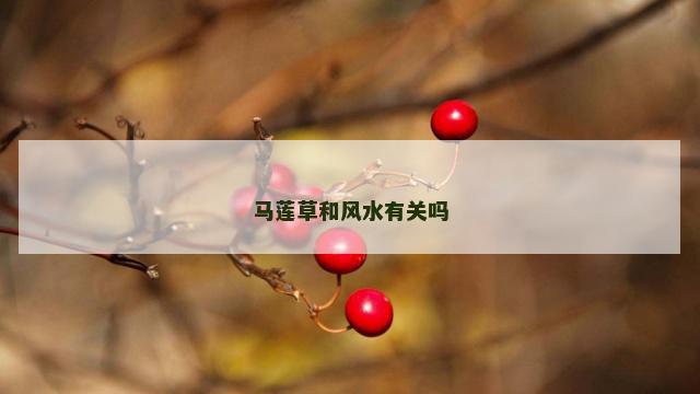 马莲草和风水有关吗