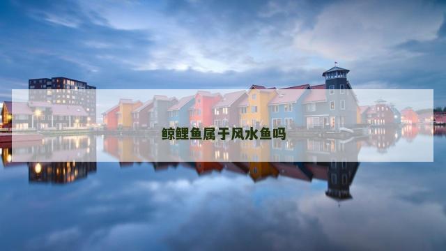 鲸鲤鱼属于风水鱼吗