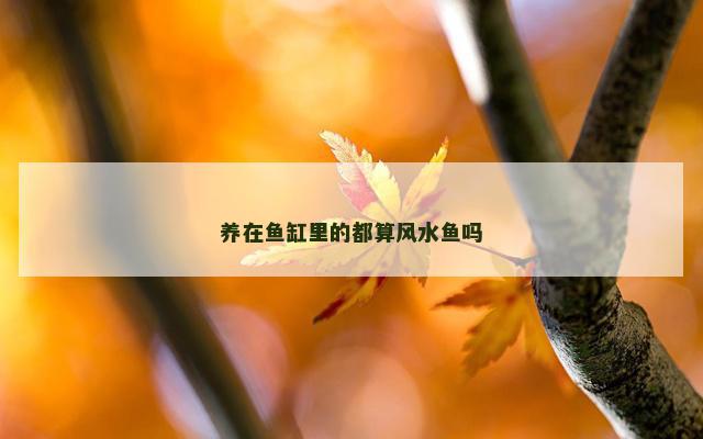 养在鱼缸里的都算风水鱼吗