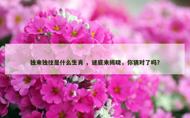 独来独往是什么生肖 ，谜底来揭晓，你猜对了吗？