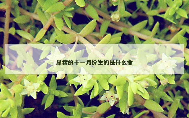 属猪的十一月份生的是什么命
