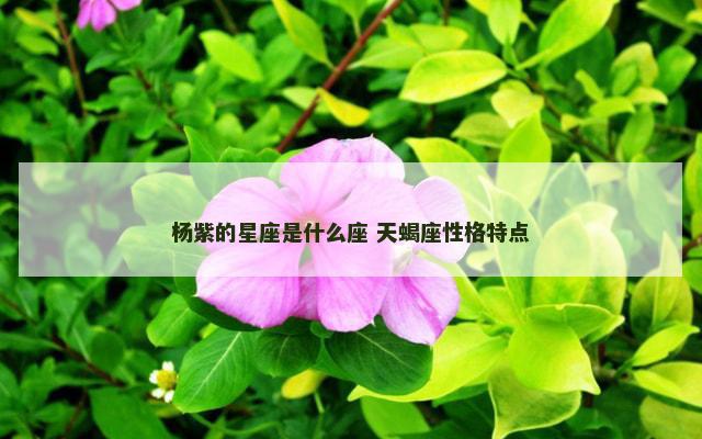 杨紫的星座是什么座 天蝎座性格特点