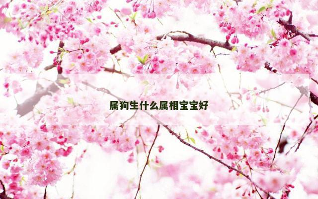 属狗生什么属相宝宝好