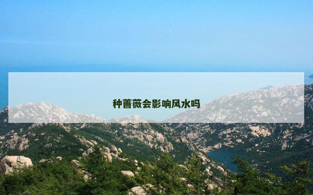 种蔷薇会影响风水吗