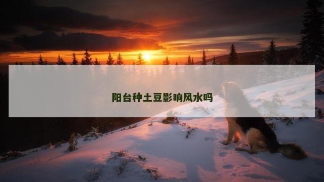 阳台种土豆影响风水吗