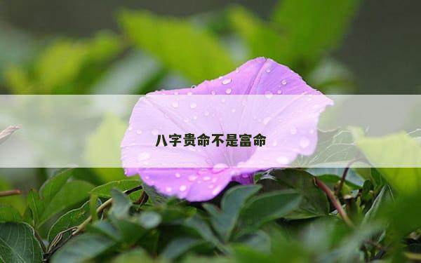 八字贵命不是富命