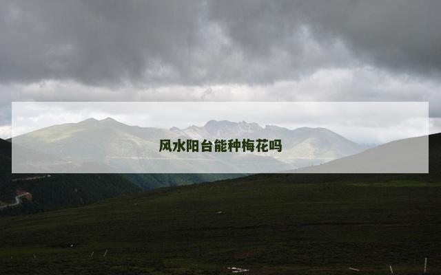 风水阳台能种梅花吗