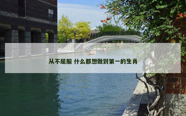 从不屈服 什么都想做到第一的生肖