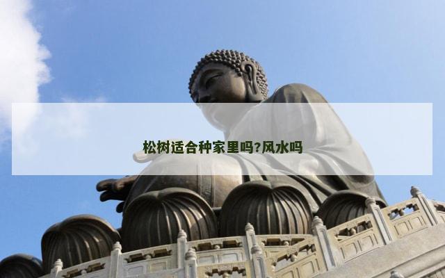 松树适合种家里吗?风水吗