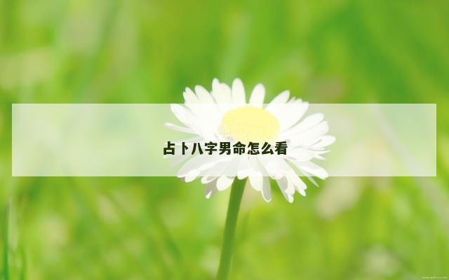 占卜八字男命怎么看