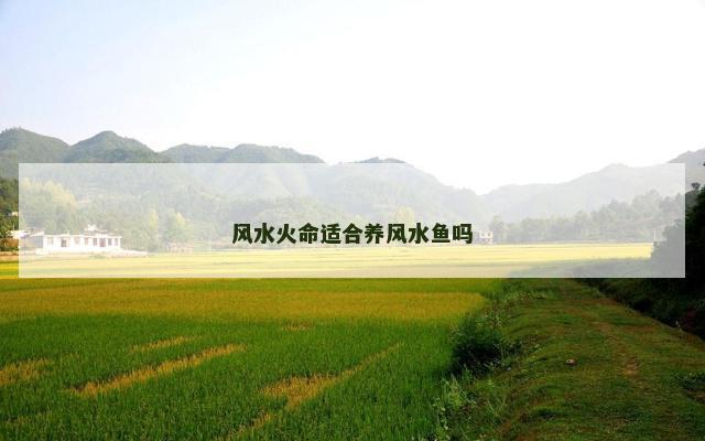 风水火命适合养风水鱼吗