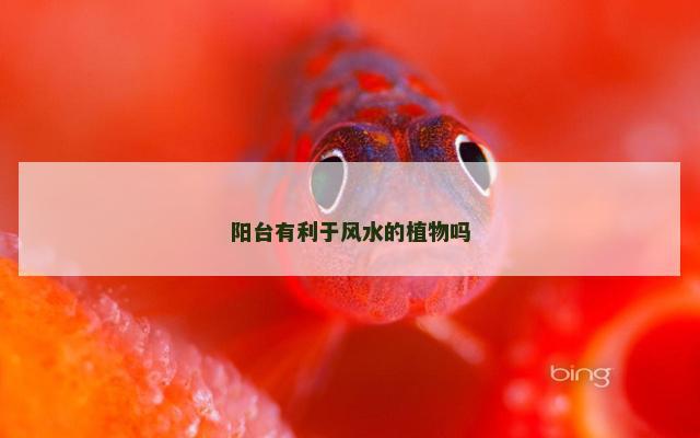 阳台有利于风水的植物吗