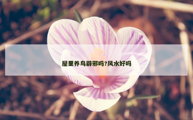 屋里养鸟辟邪吗?风水好吗