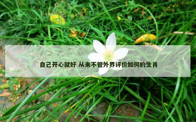 自己开心就好 从来不管外界评价如何的生肖