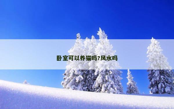 卧室可以养猫吗?风水吗