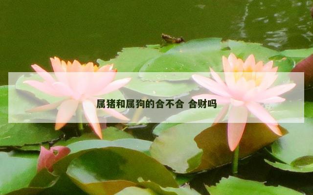 属猪和属狗的合不合 合财吗