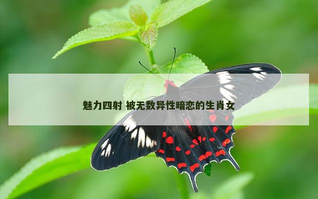 魅力四射 被无数异性暗恋的生肖女