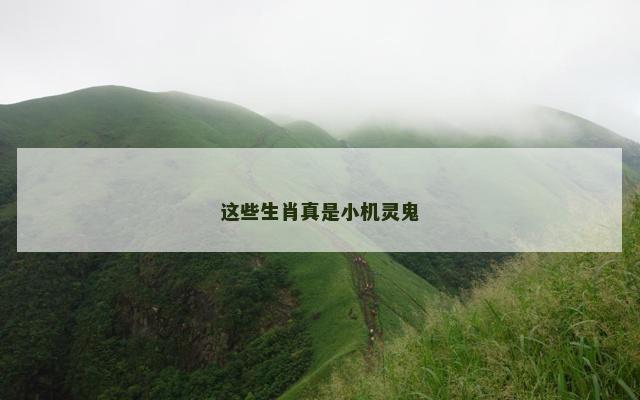 这些生肖真是小机灵鬼