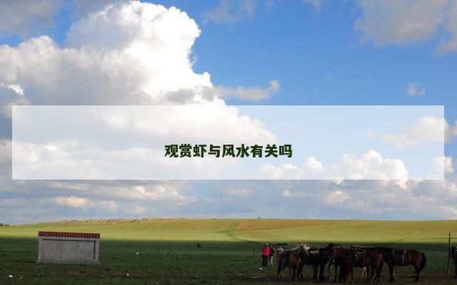 观赏虾与风水有关吗