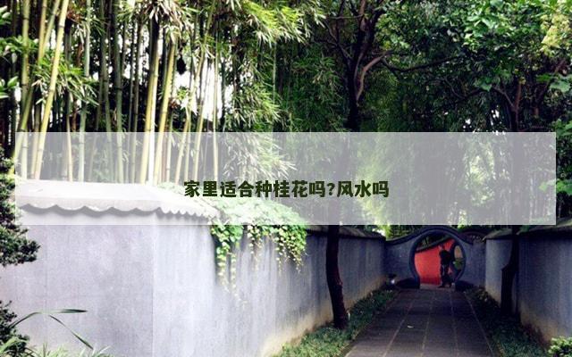 家里适合种桂花吗?风水吗