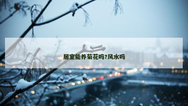 居室能养菊花吗?风水吗