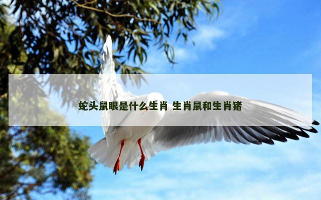 蛇头鼠眼是什么生肖 生肖鼠和生肖猪