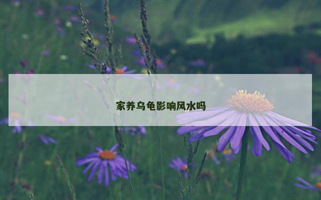家养乌龟影响风水吗