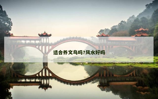 适合养文鸟吗?风水好吗
