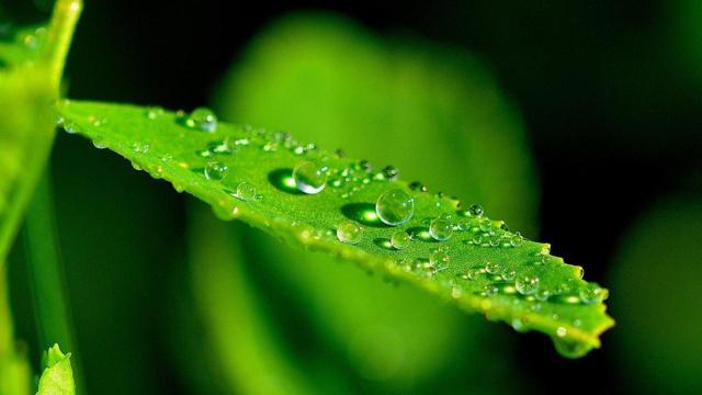门口能放盆景吗?风水吗