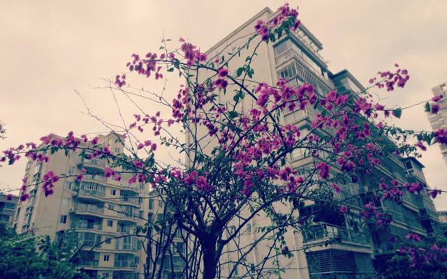 哪个生肖重情义 榜三大揭秘