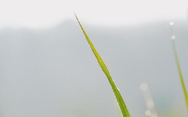鸡头鱼刺是什么生肖