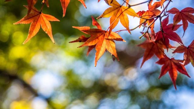 跟社会三教九流都能交往的生肖
