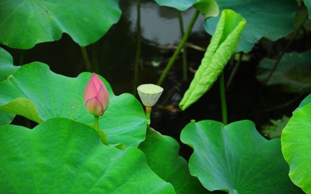 房顶种菜有风水讲究吗