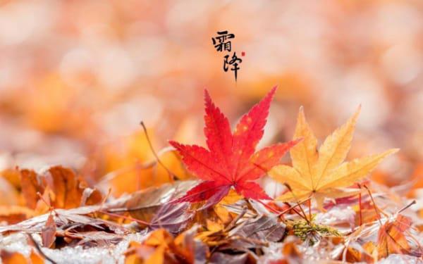 风水角度院子可以种树吗