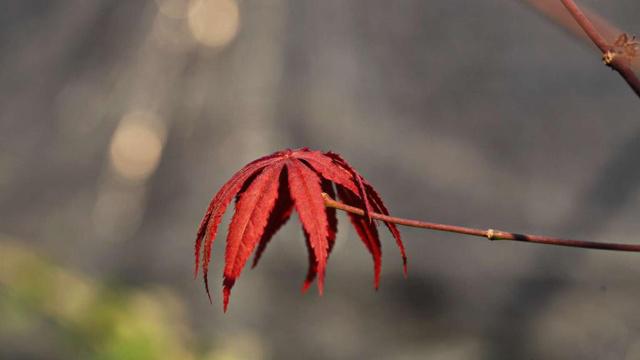 惊蛰是什么生肖 生肖虎和生肖蛇