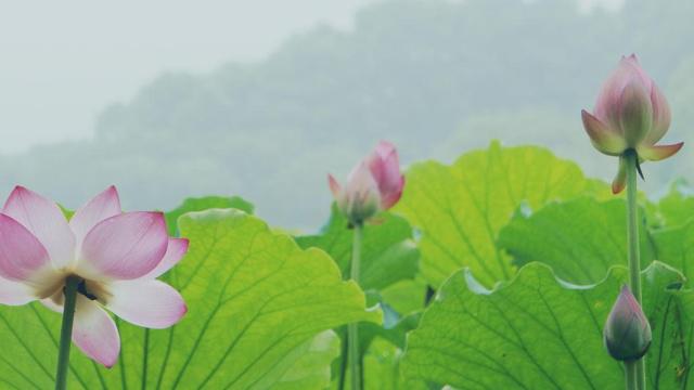 天生五官好看的生肖女 气质绝佳
