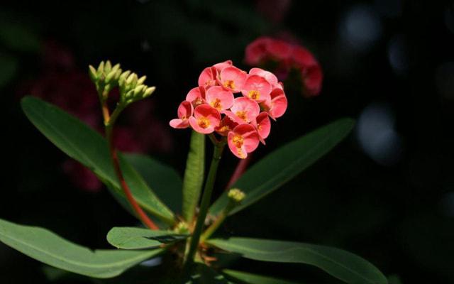 男生桃花劫有哪些特征 男人犯桃花劫怎样化解