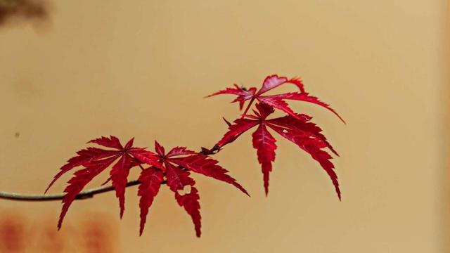 自学八字命理的女生怎么样